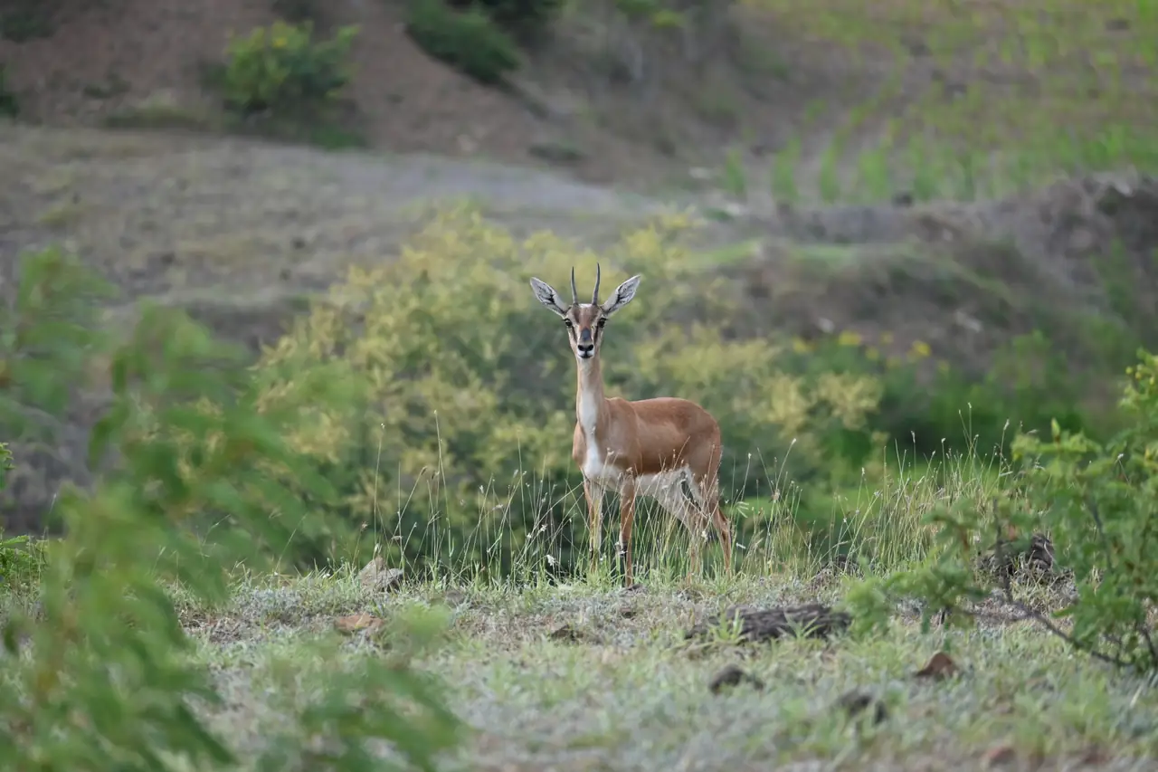 A chinkara watching the camera from the edge of the scrub