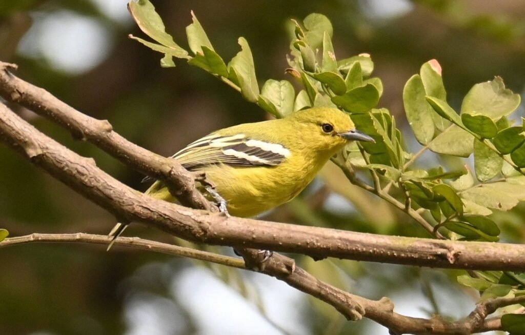 Common Iora on a branch near Kihim Beach, Alibaug