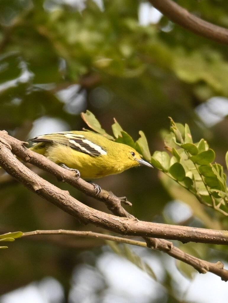 Common Iora, showing the white wing bars