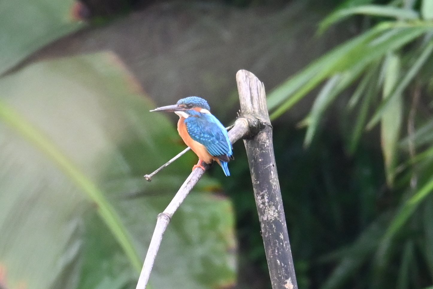 Common Kingfisher on a bamboo stake by the stream at Saguna Baug
