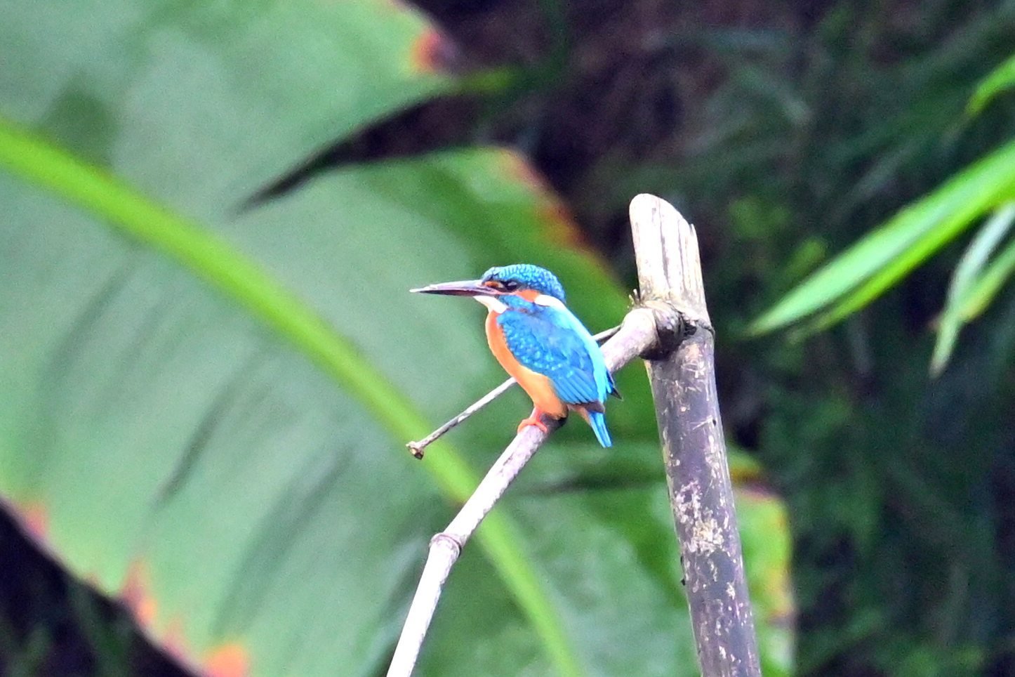 Common Kingfisher on a bamboo stake by the stream at Saguna Baug