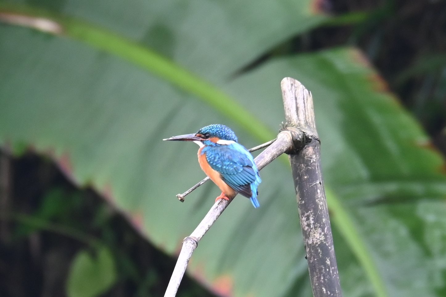 Common Kingfisher on a bamboo stake by the stream at Saguna Baug