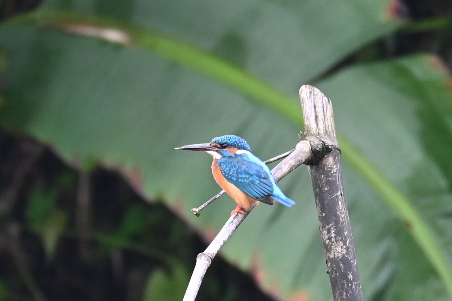 Common Kingfisher on a bamboo stake by the stream at Saguna Baug