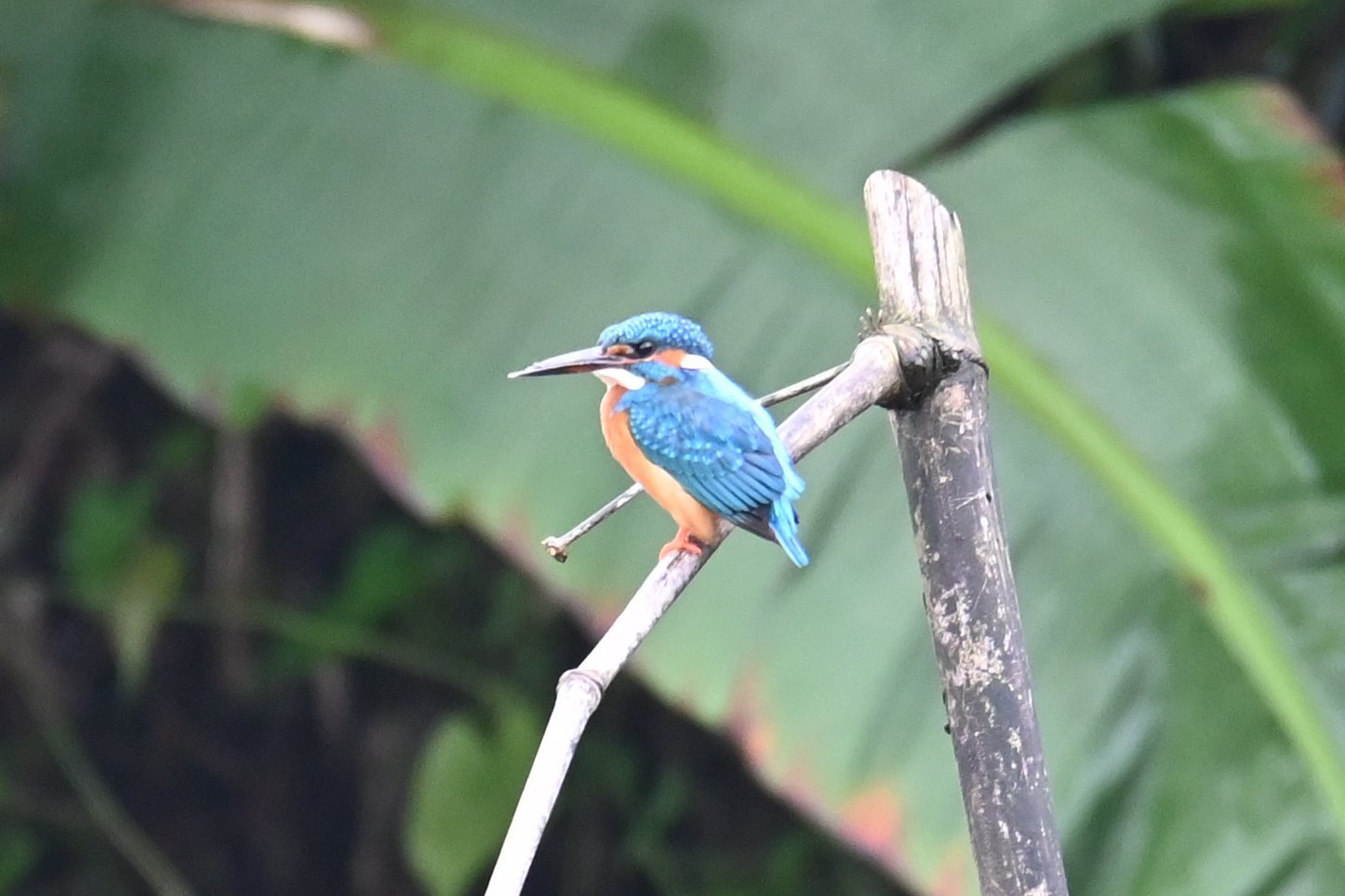 Common Kingfisher on a bamboo stake by the stream at Saguna Baug