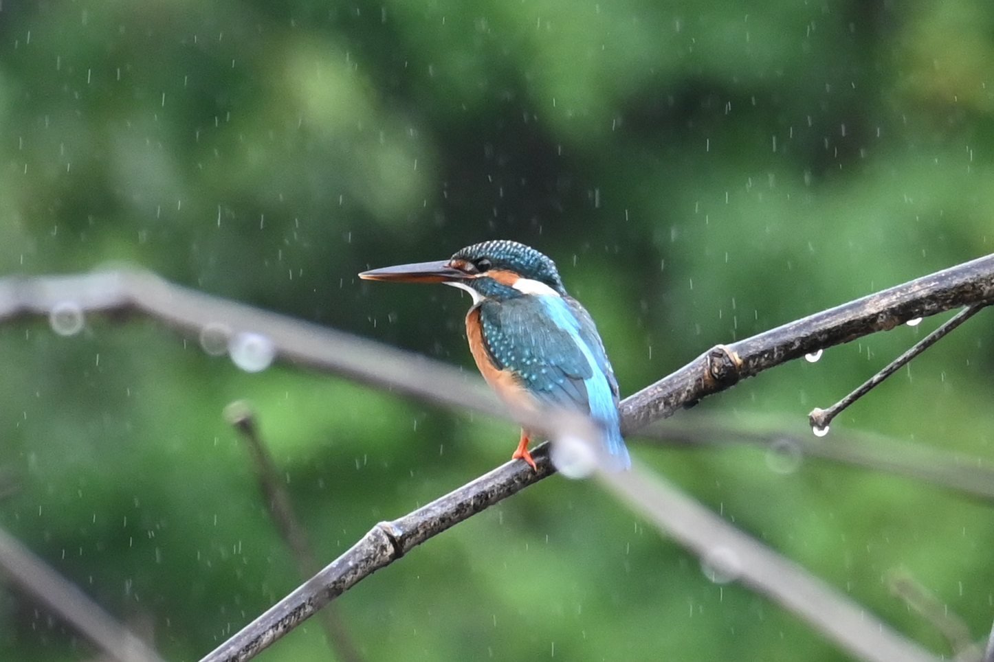 Common Kingfisher on a wet branch with raindrops at Saguna Baug