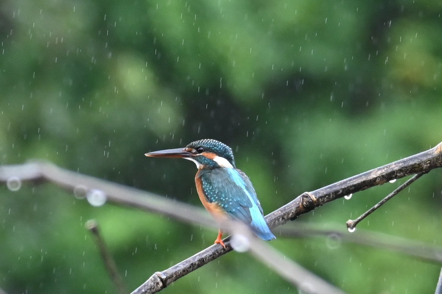 Common Kingfisher on a wet branch with raindrops at Saguna Baug
