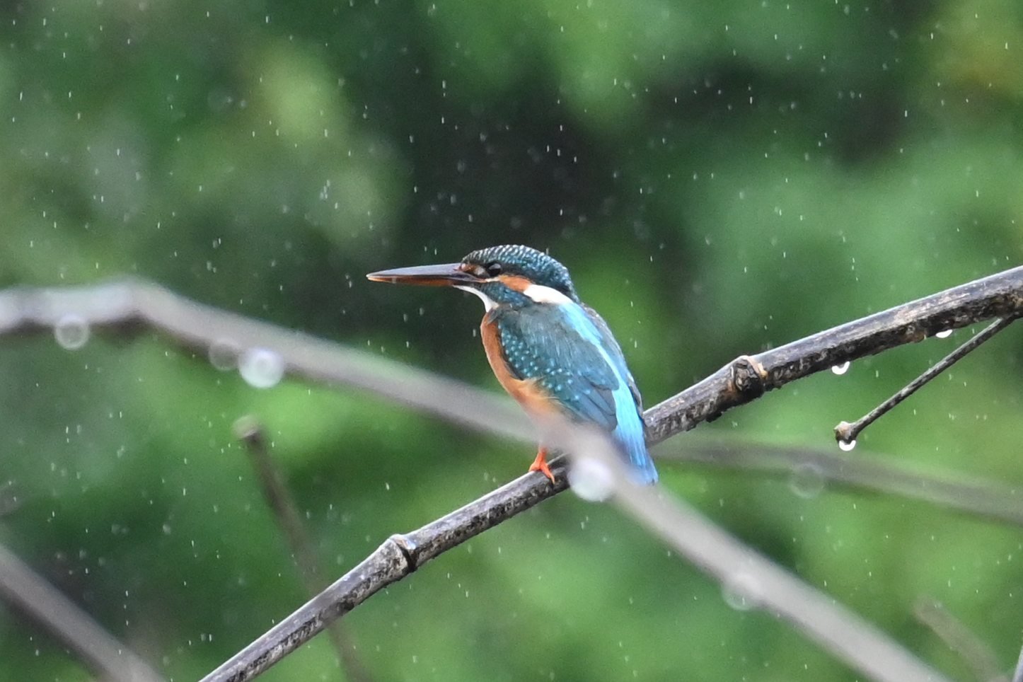 Common Kingfisher on a wet branch with raindrops at Saguna Baug