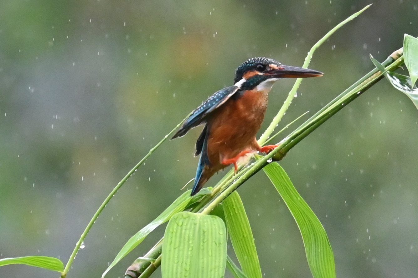 Common Kingfisher on a green bamboo shoot in the rain at Saguna Baug