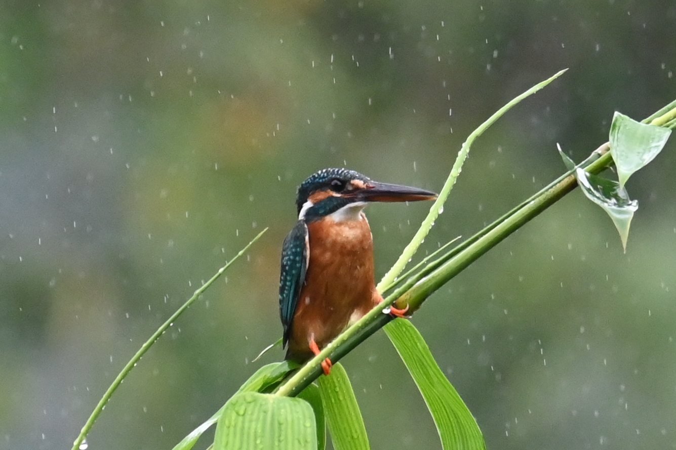 Common Kingfisher on a green bamboo shoot in the rain at Saguna Baug