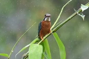 Common Kingfisher on a green bamboo shoot in the rain at Saguna Baug