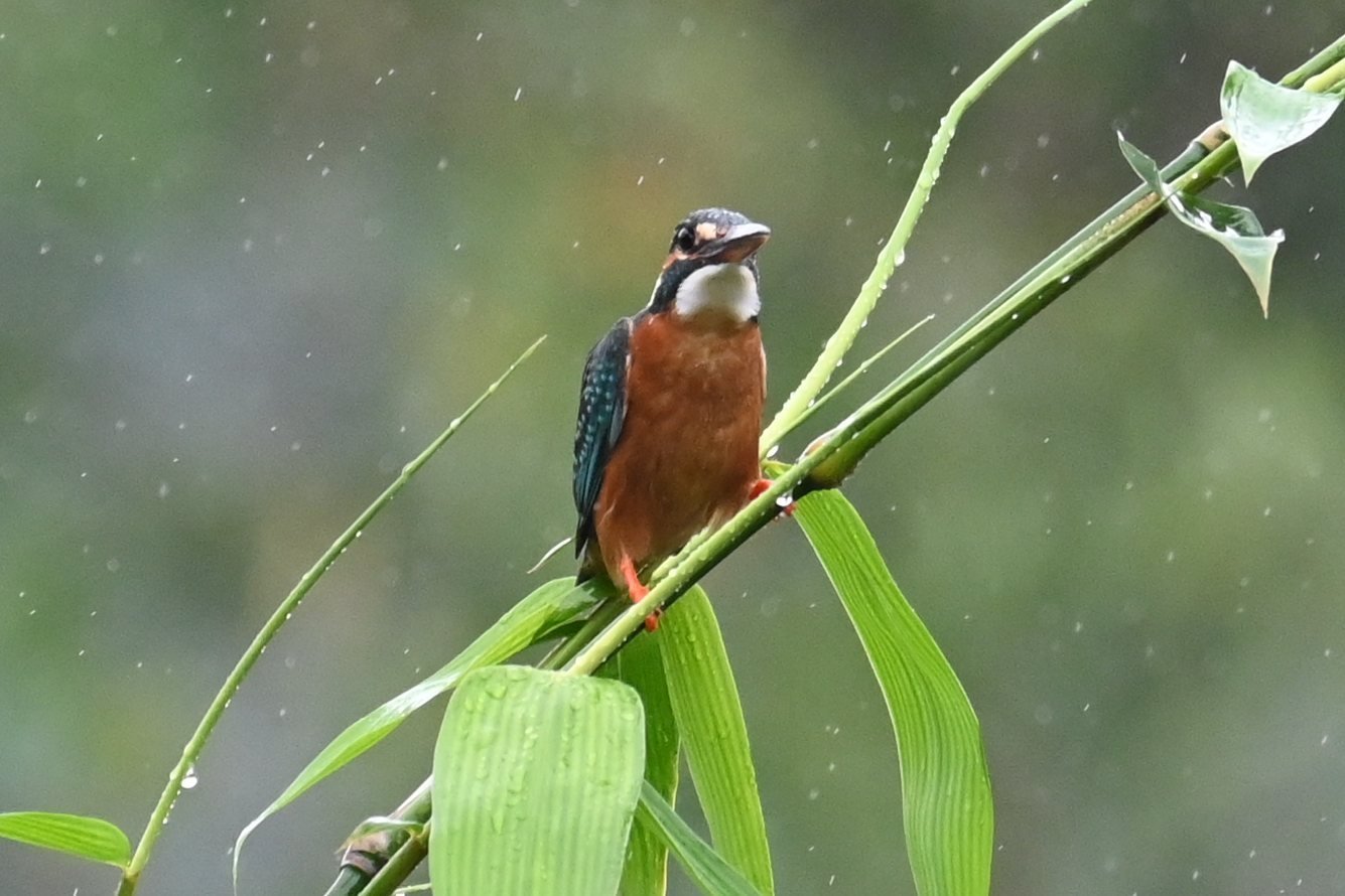 Common Kingfisher on a green bamboo shoot in the rain at Saguna Baug