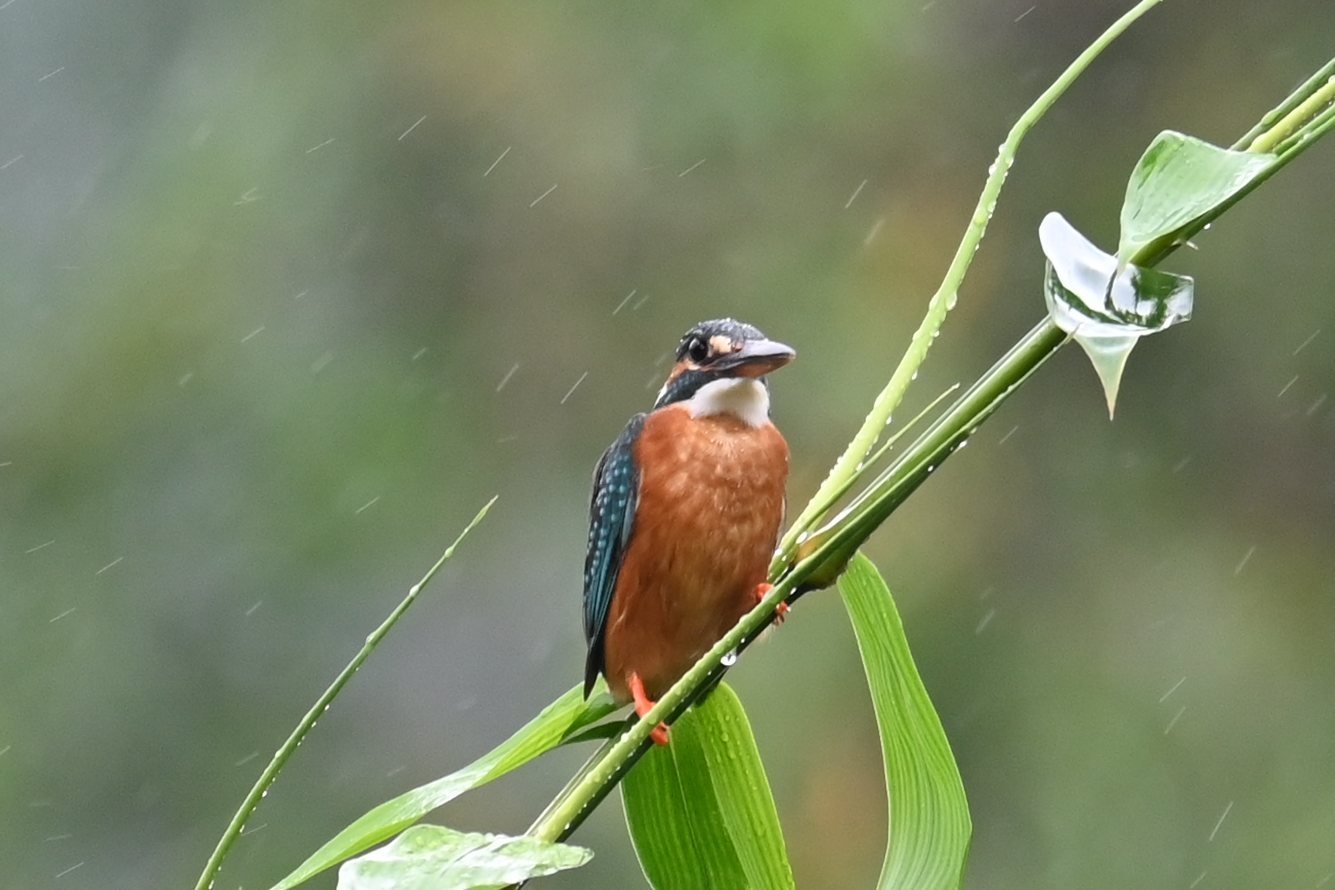 Common Kingfisher on a green bamboo shoot in the rain at Saguna Baug