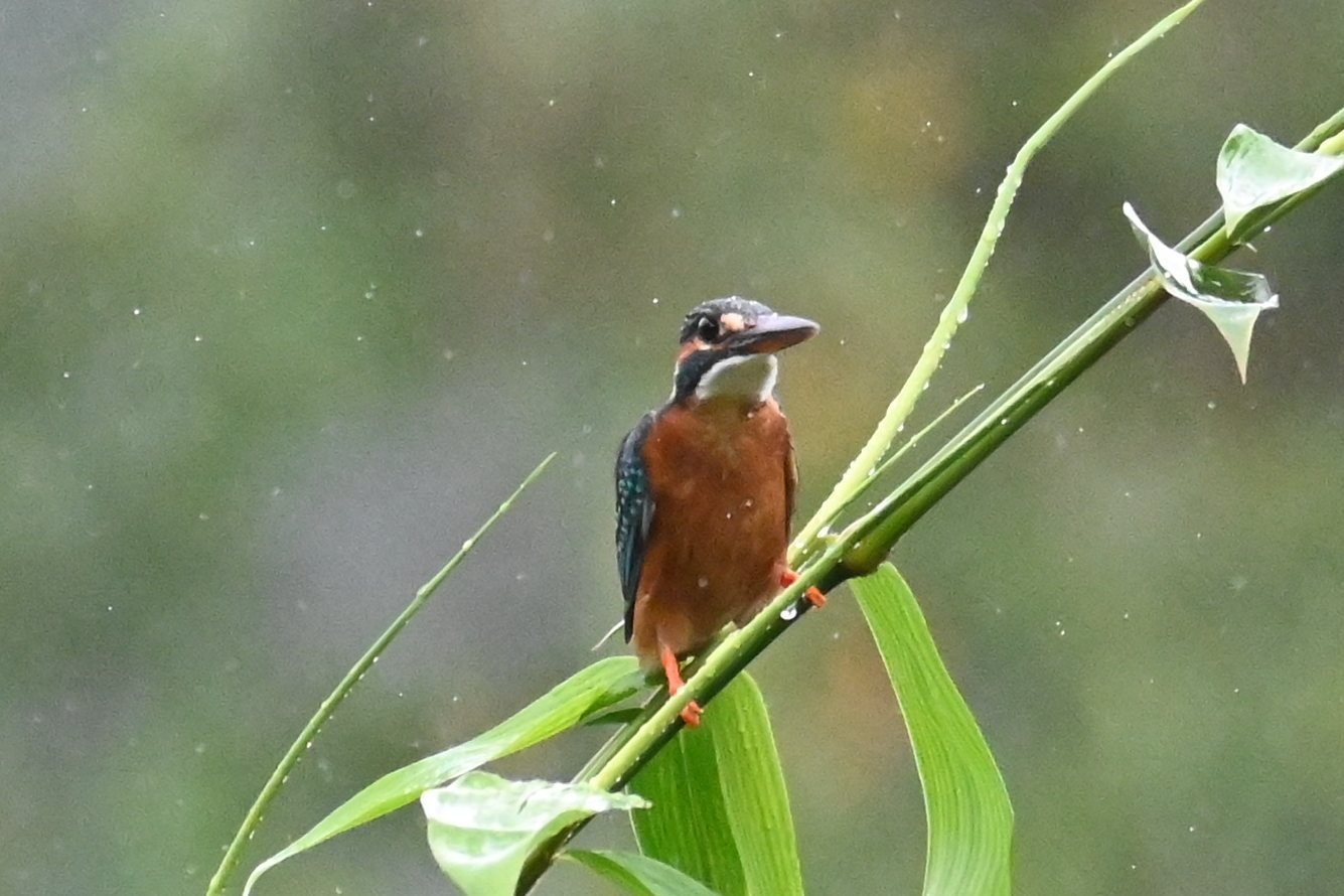 Common Kingfisher on a green bamboo shoot in the rain at Saguna Baug