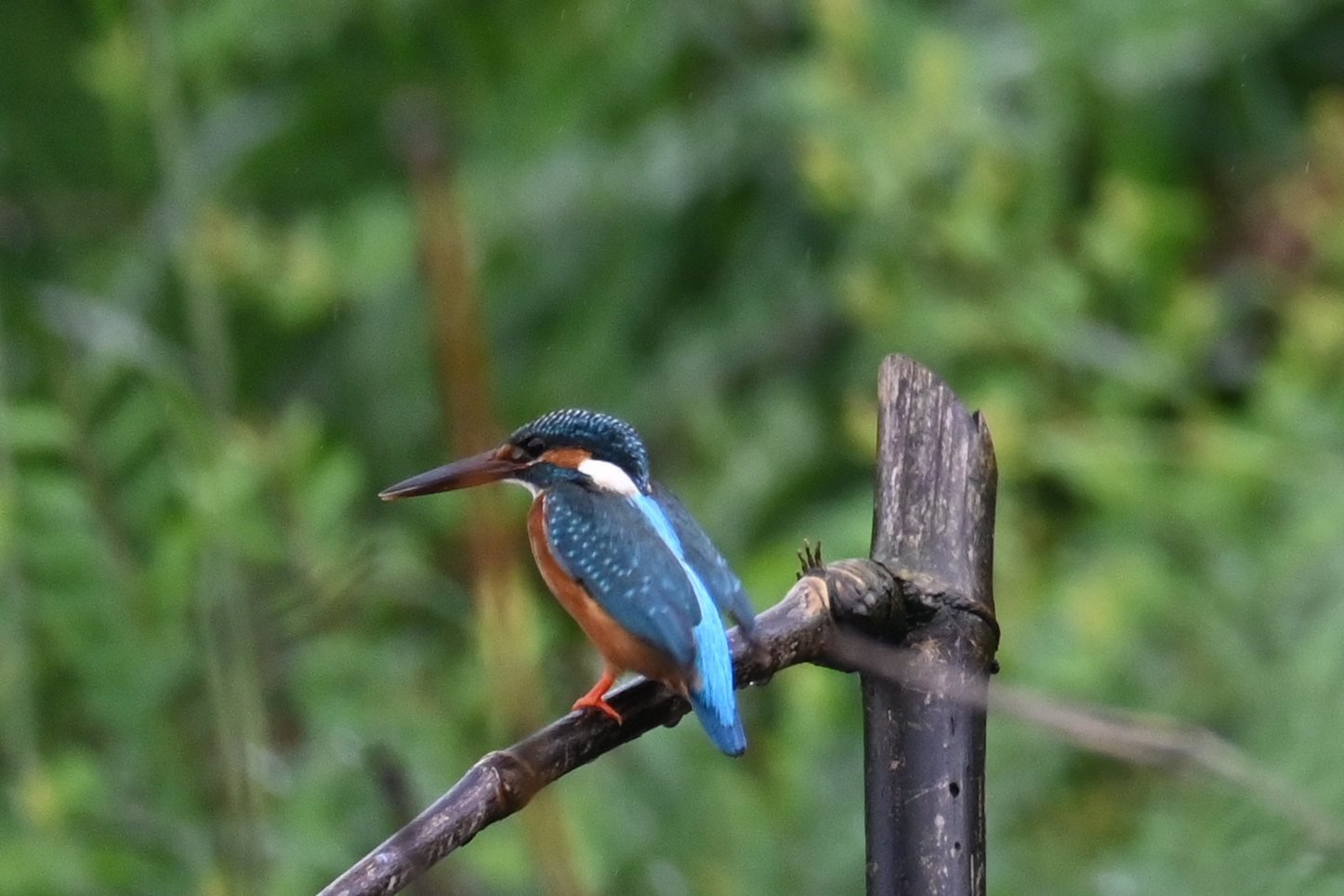 Common Kingfisher on a perch at Saguna Baug