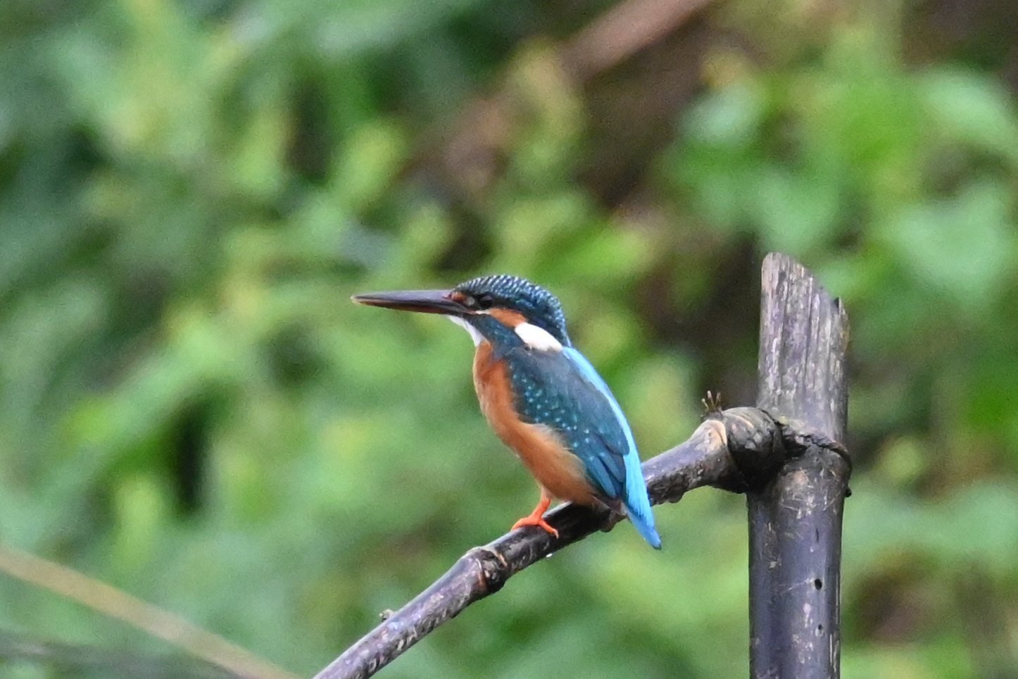 Common Kingfisher on a perch at Saguna Baug