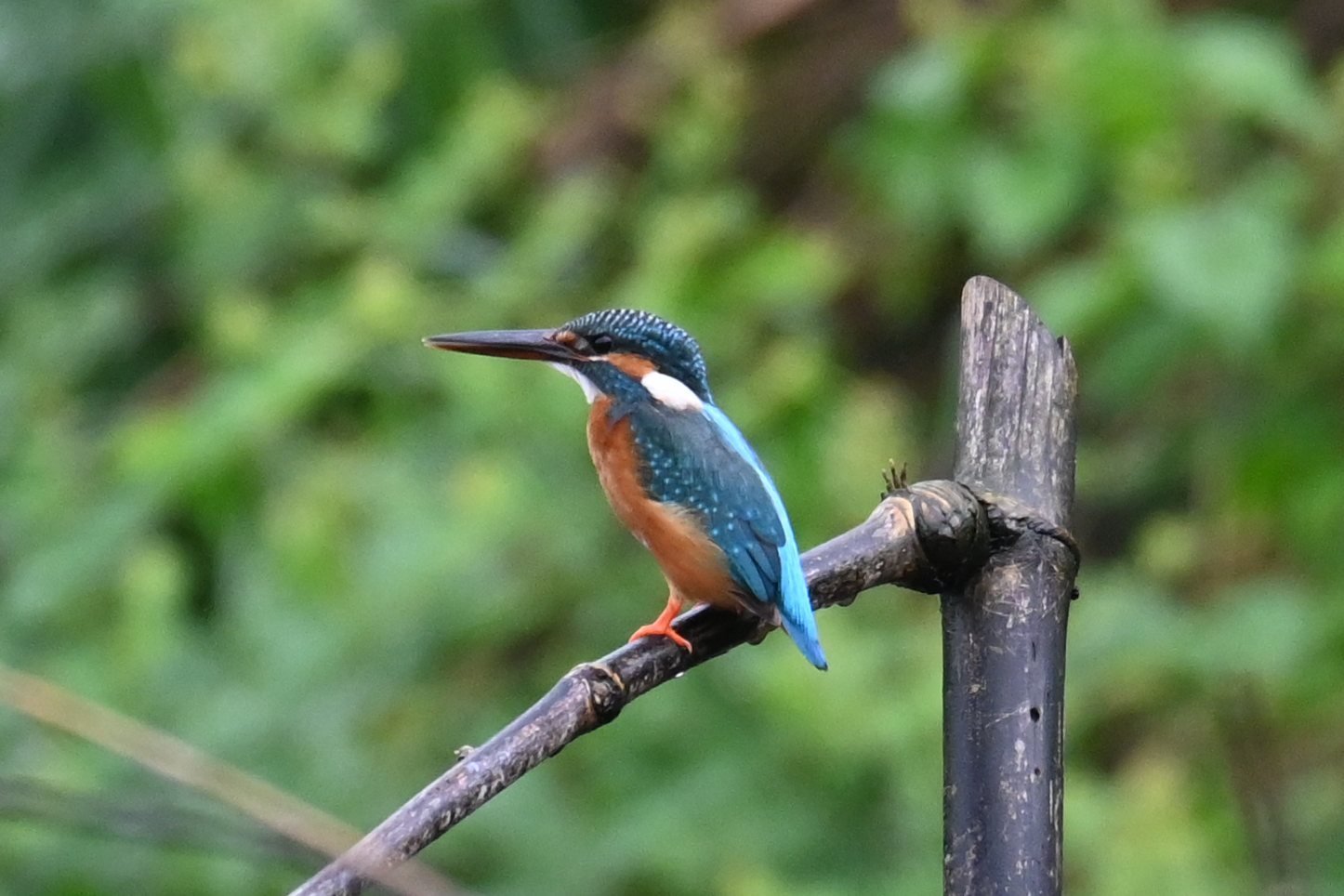 Common Kingfisher on a perch at Saguna Baug