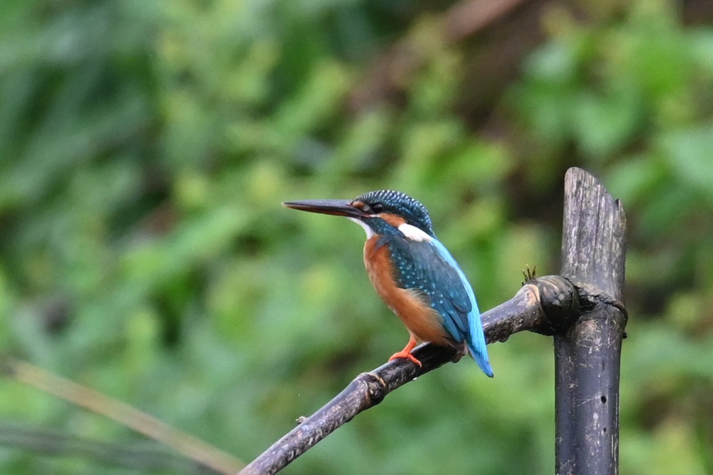 Common Kingfisher on a perch at Saguna Baug