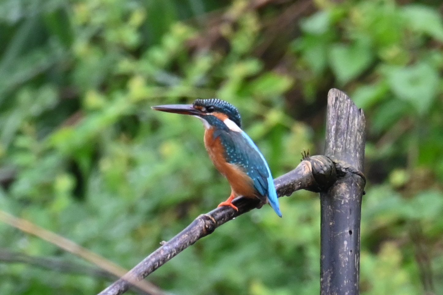 Common Kingfisher on a perch at Saguna Baug
