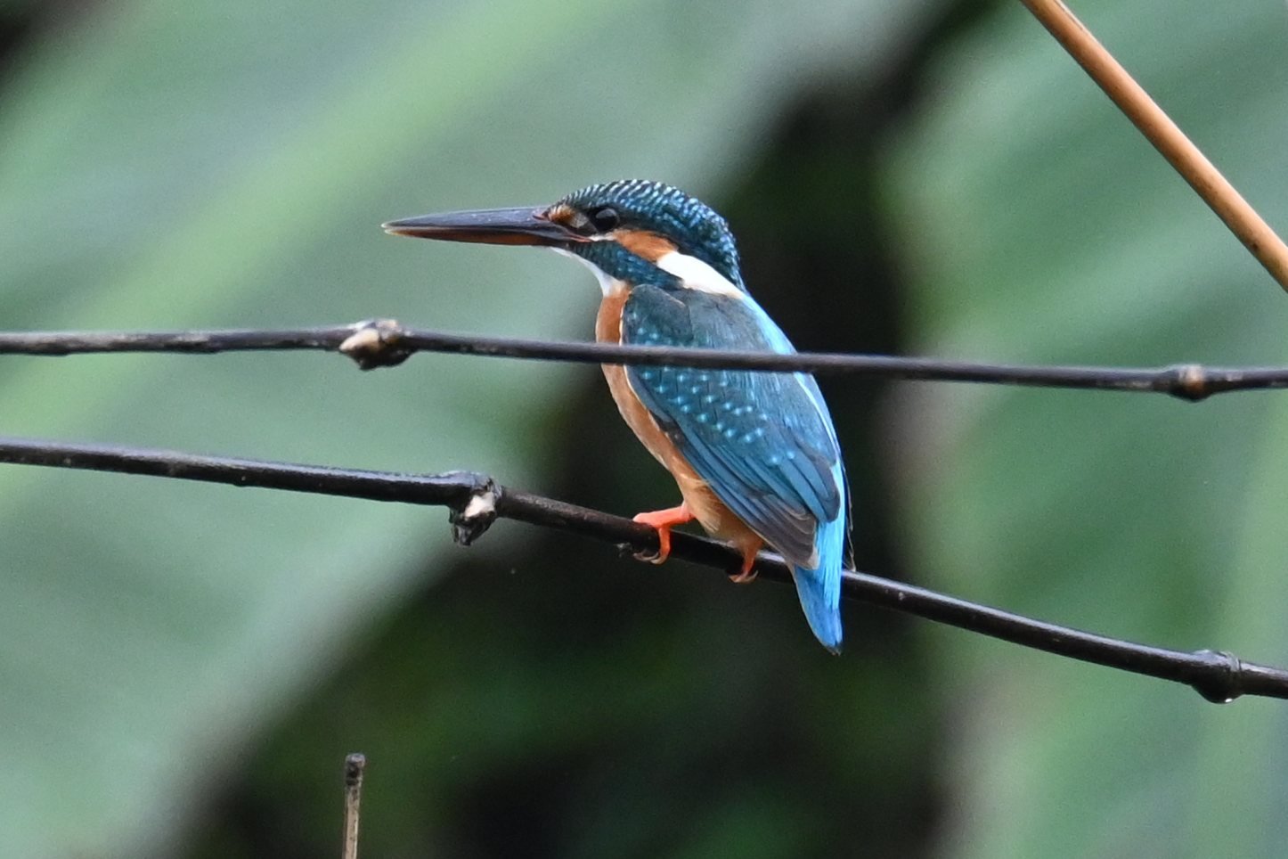Common Kingfisher on a perch at Saguna Baug