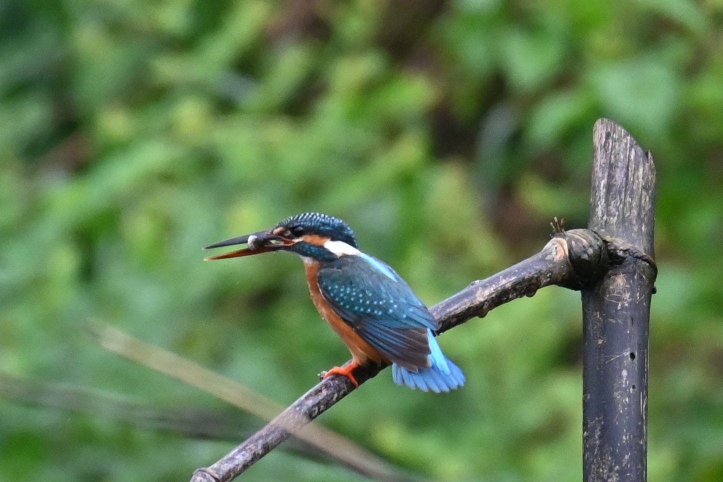 Common Kingfisher on a perch at Saguna Baug