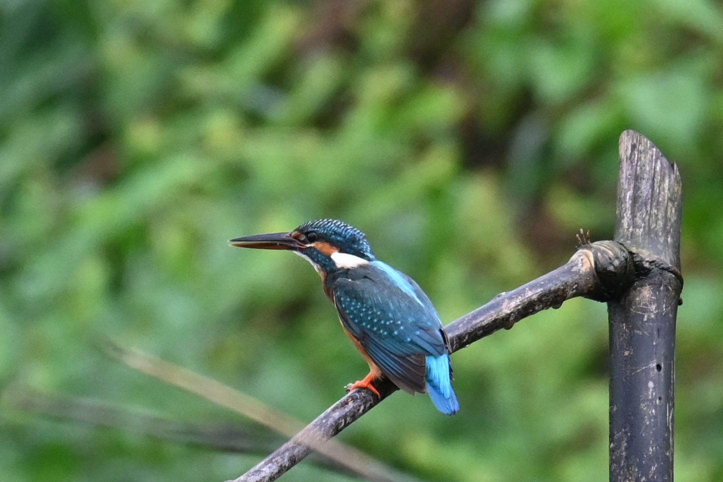 Common Kingfisher on a perch at Saguna Baug