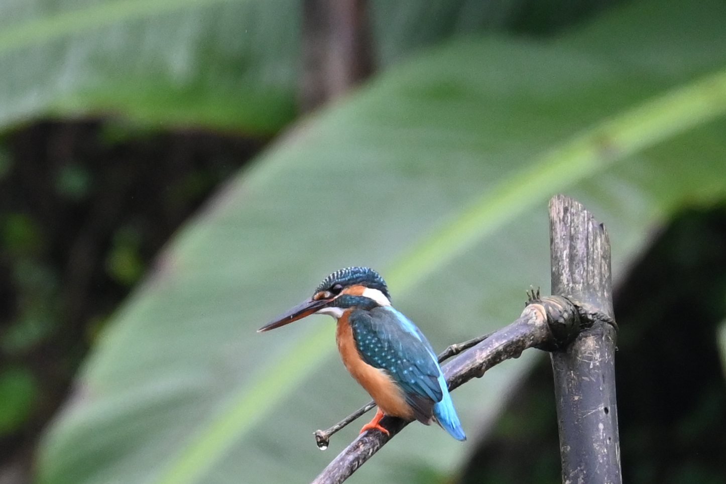 Common Kingfisher on a perch at Saguna Baug