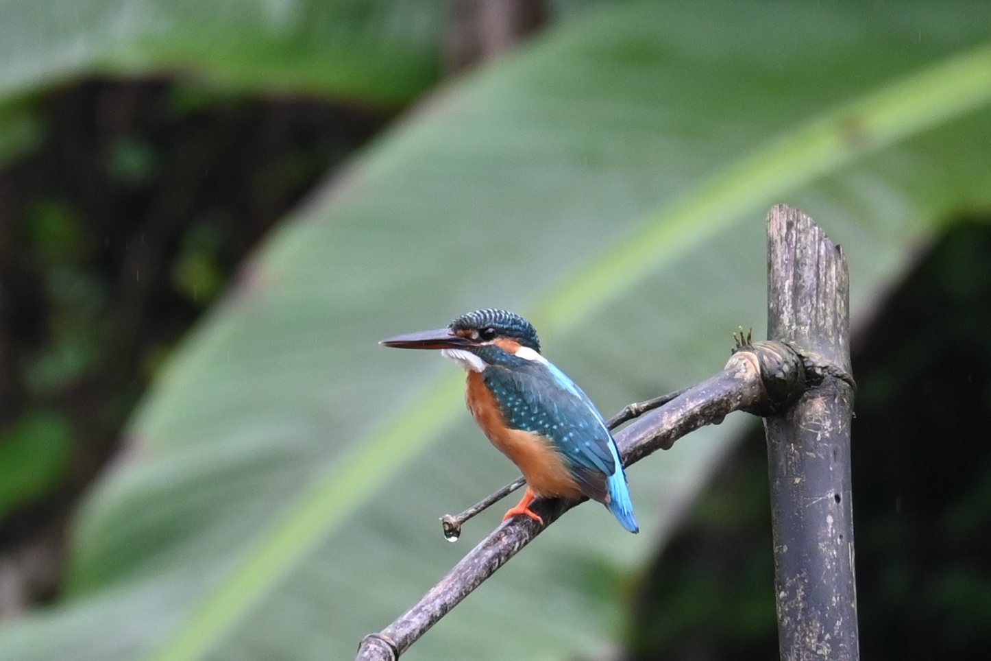 Common Kingfisher on a perch at Saguna Baug