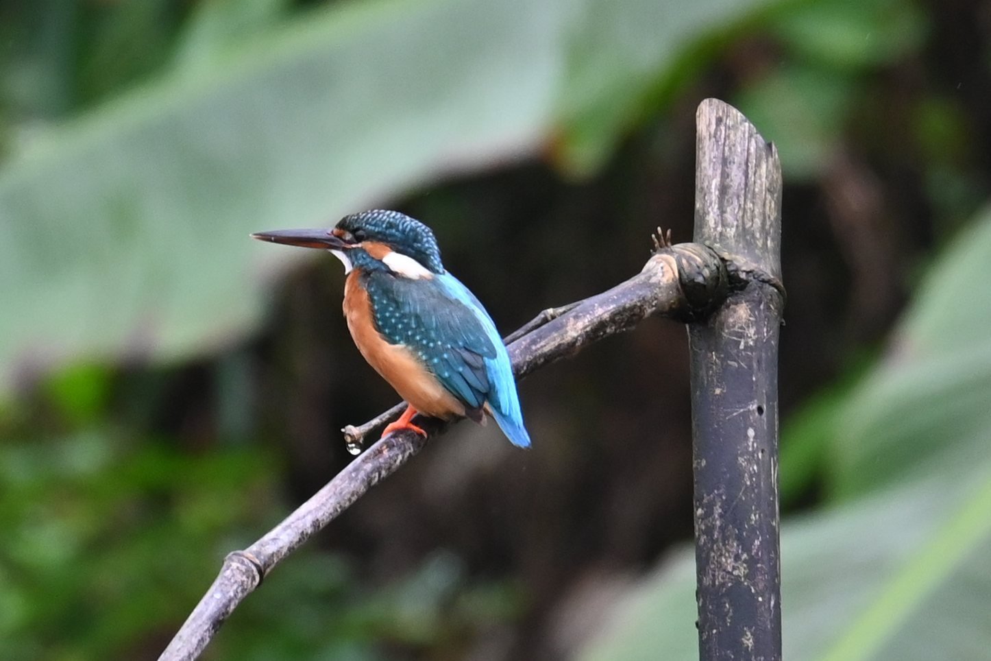 Common Kingfisher on a perch at Saguna Baug