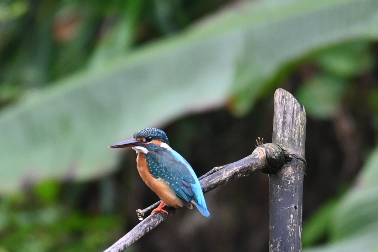 Common Kingfisher on a perch at Saguna Baug