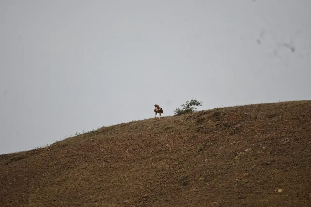 A brown eagle standing on the top of a bare ridge against a grey sky
