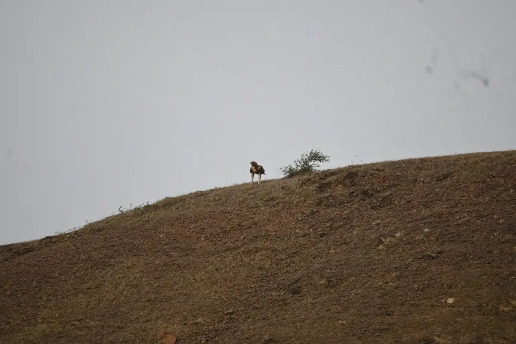 A brown eagle on the skyline of a bare ridge beside a small bush