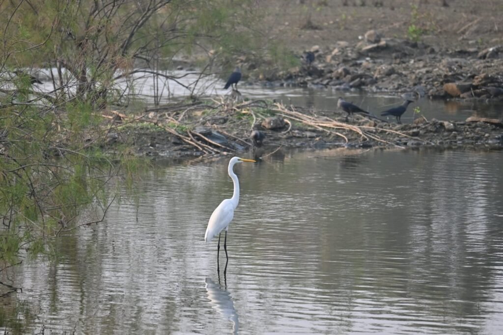 An egret standing in shallow water at the edge of the harbour