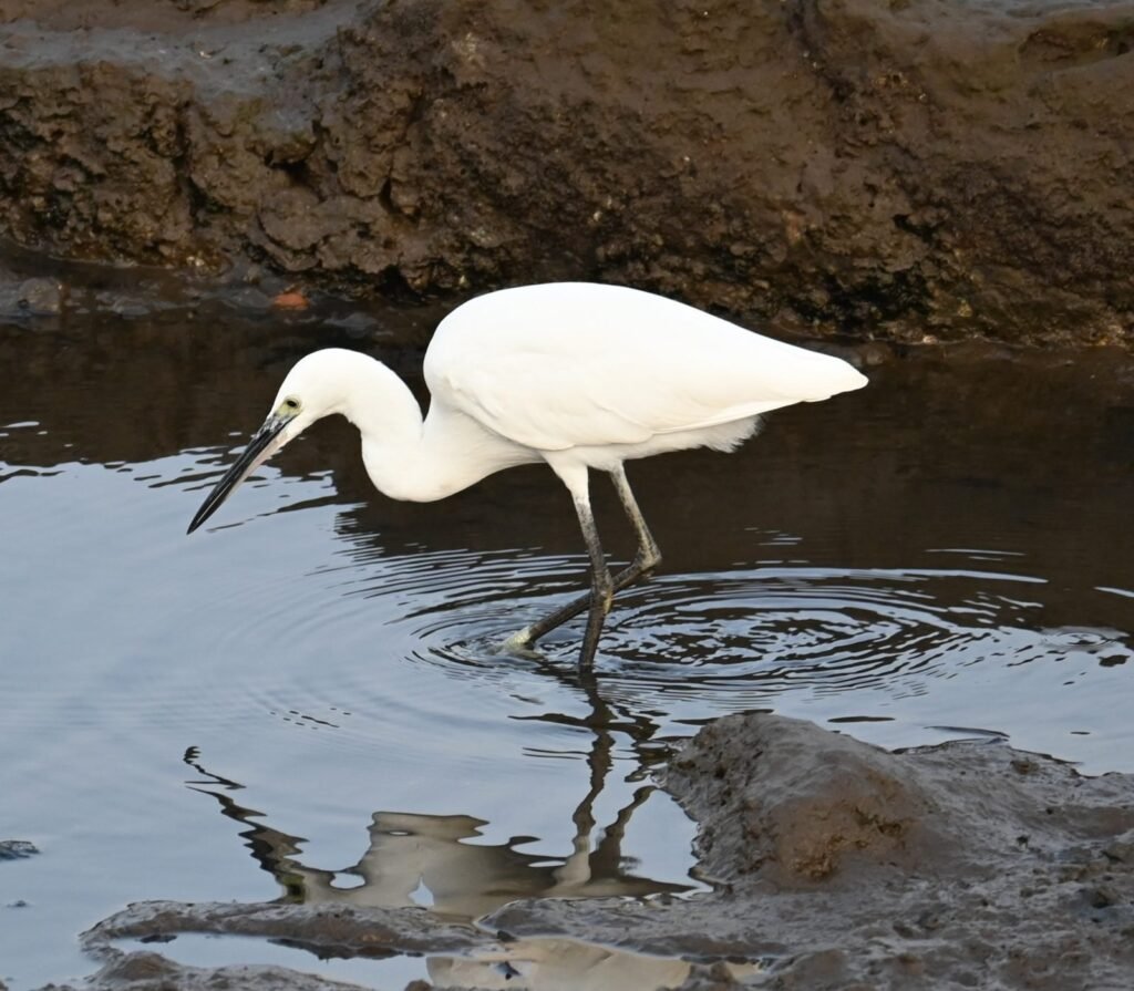 An egret fishing in a tide pool on the Dapoli shore