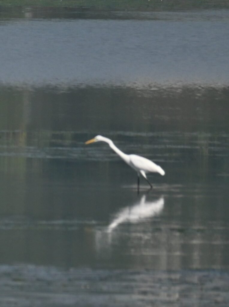 An egret and its reflection in calm water