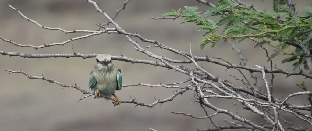 European Roller sitting in a thorn bush beside green leaves