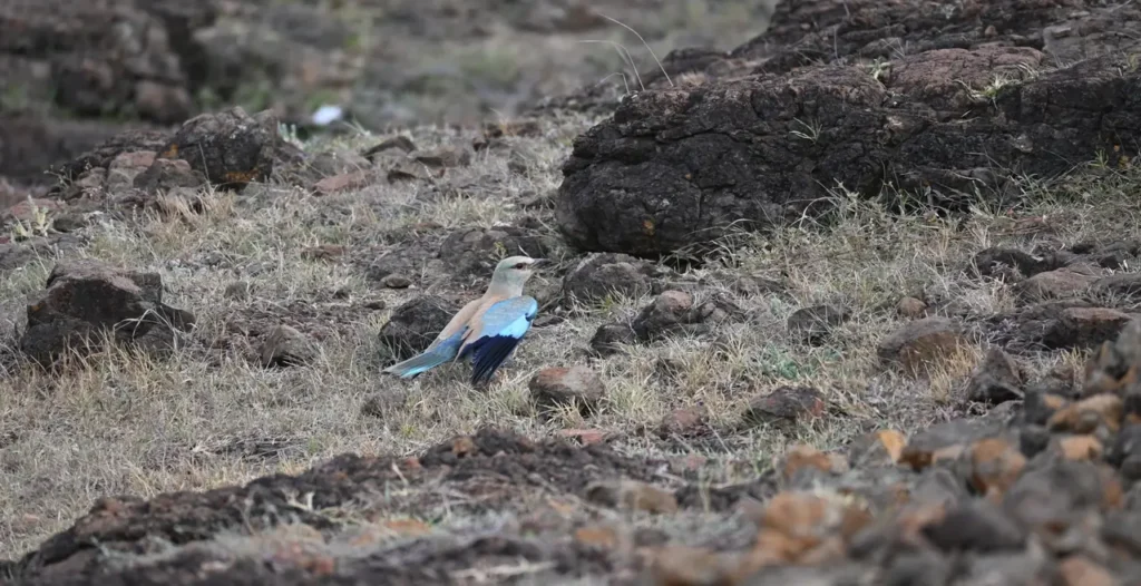 European Roller on rocky ground showing its bright blue wings