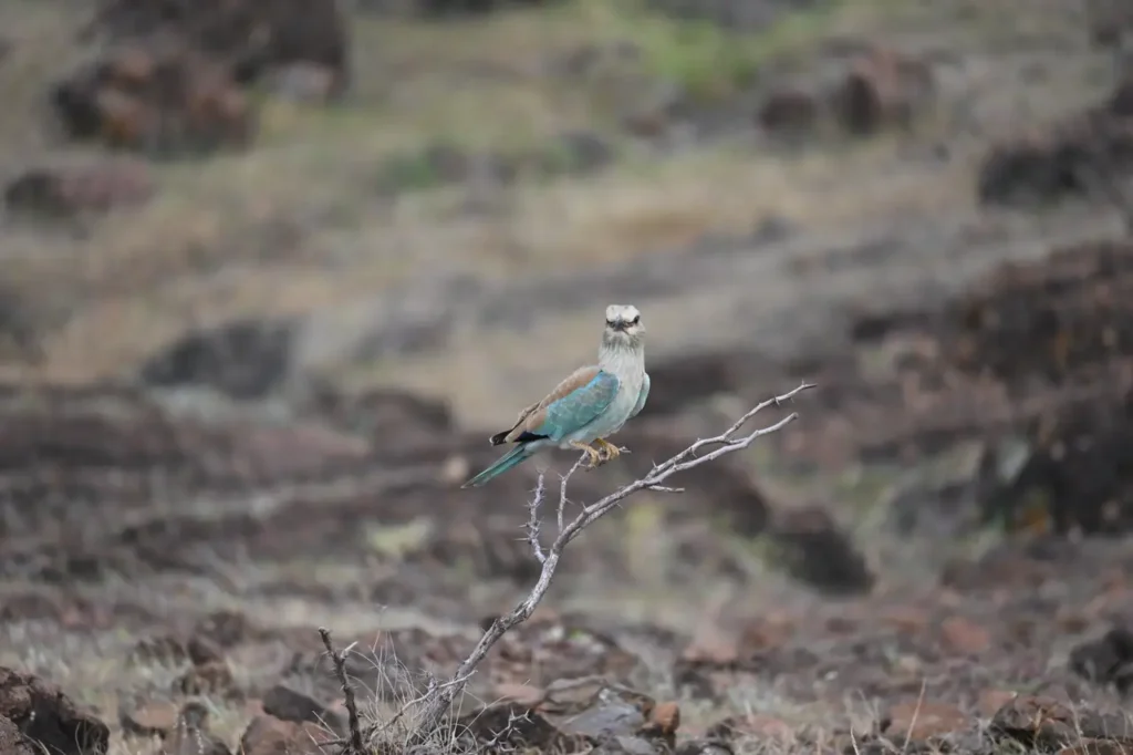 European Roller perched on a bare twig over rocky ground