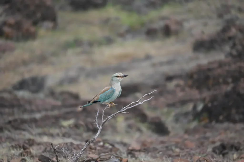 European Roller on a bare twig, looking to the side