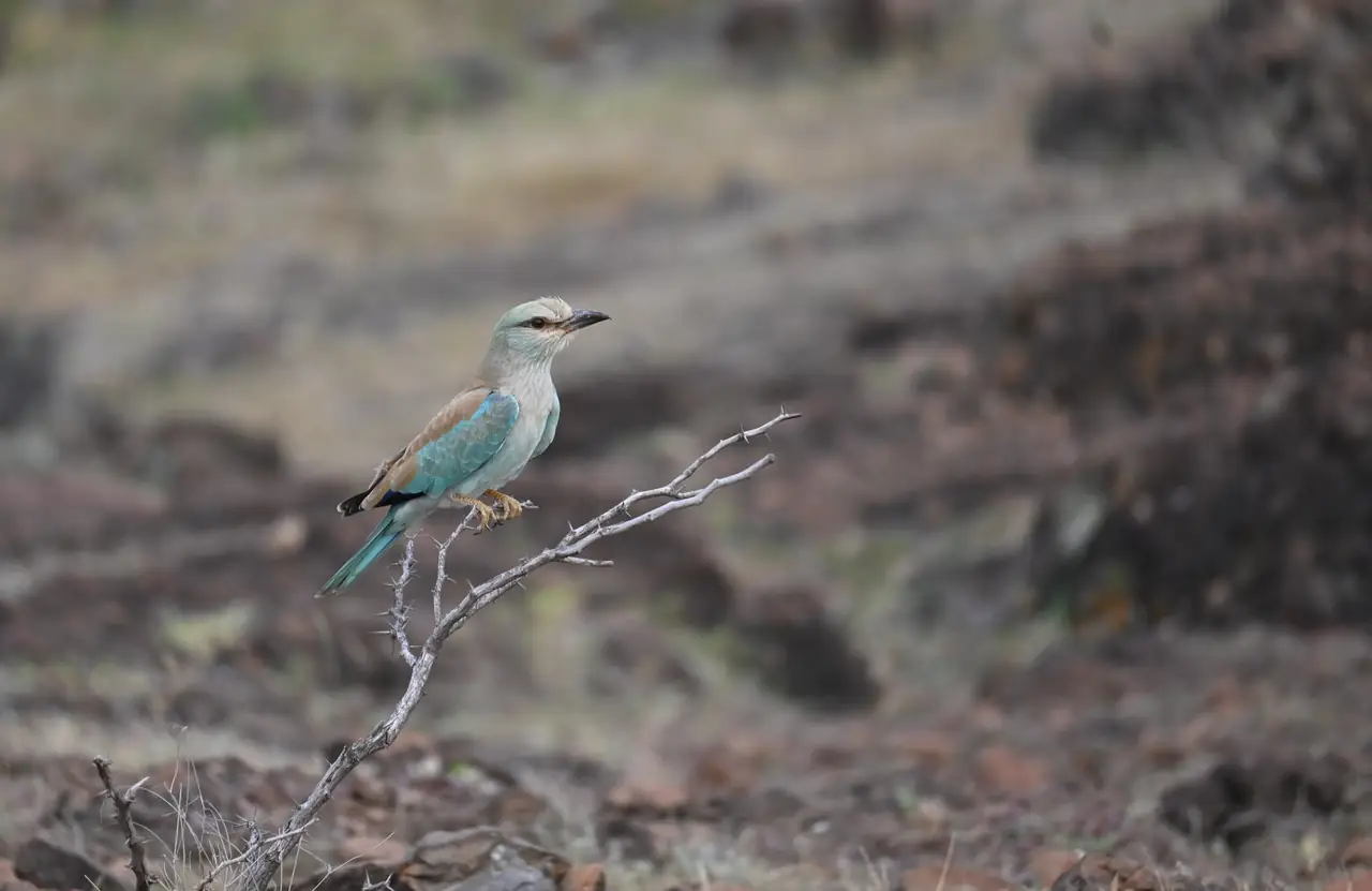 Pale blue roller perched on a thorn branch near Bhigwan