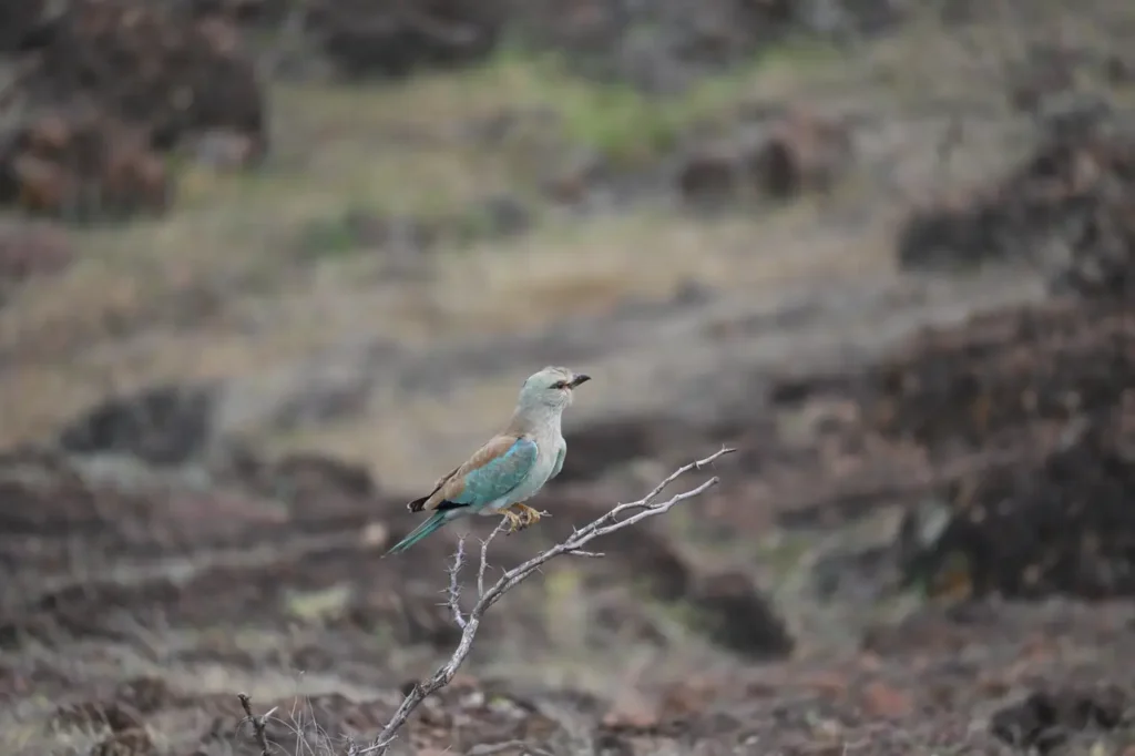 European Roller on a bare twig over dark rocks