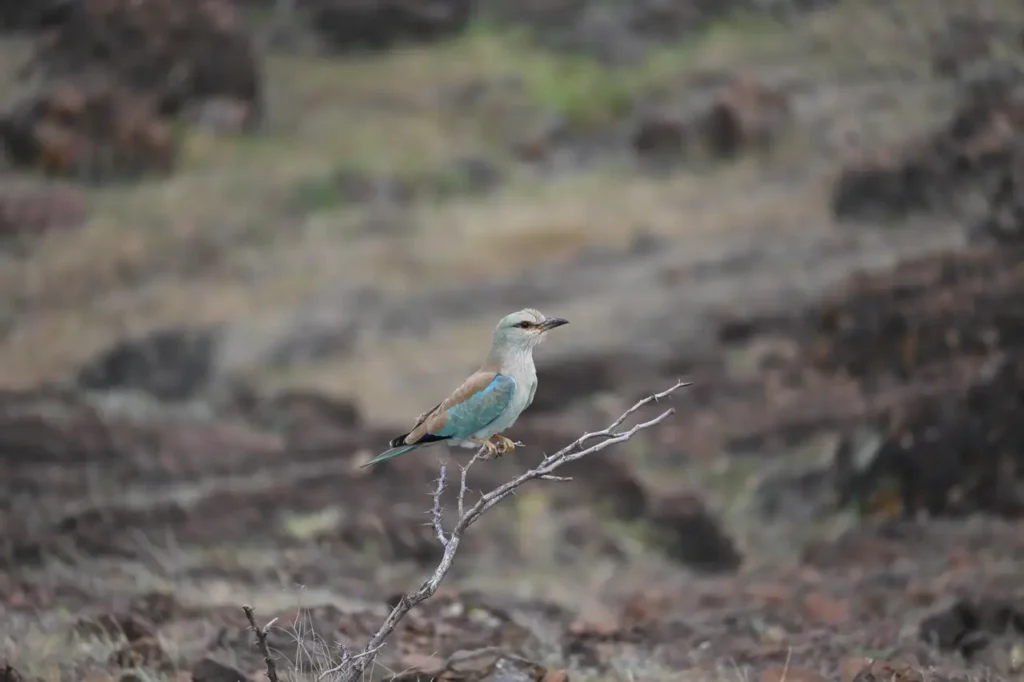 European Roller turning its head on a bare twig