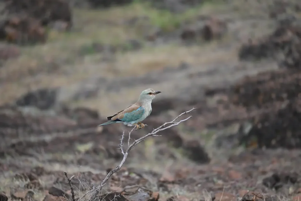 European Roller looking out from a bare twig