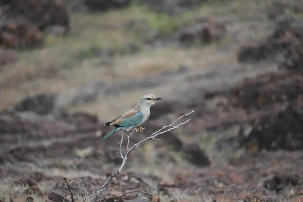 European Roller on a bare twig in the evening light