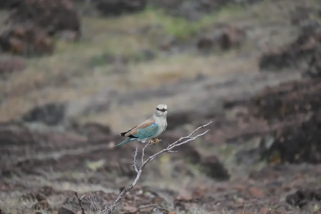European Roller facing the camera from a bare twig
