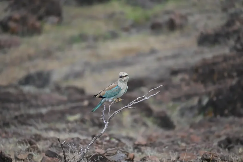 European Roller on a bare twig above the rocky slope
