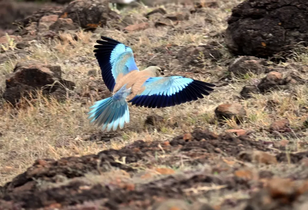 European Roller lifting off from stony ground with wings and tail spread