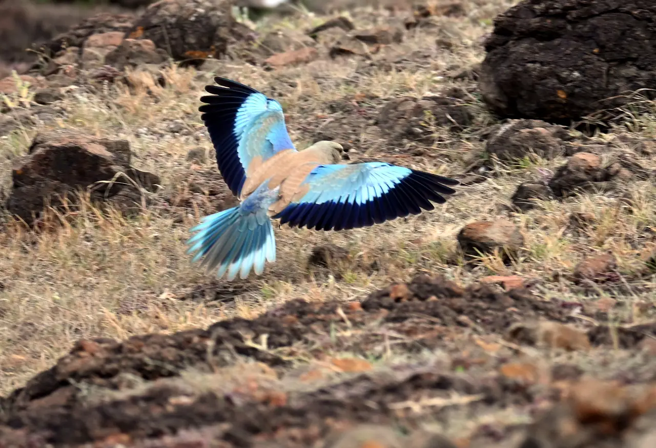 Blue roller spreading its wings above rocky ground at Kadbanwadi