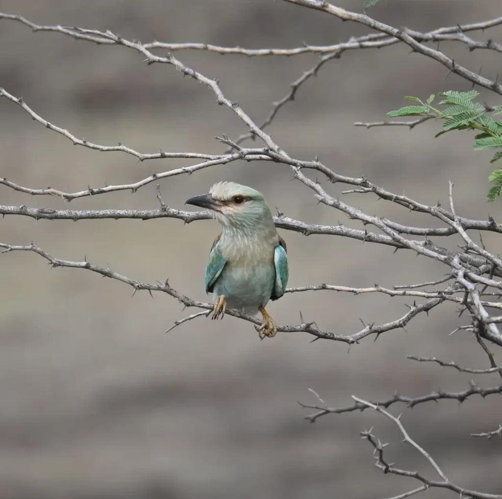 European Roller perched among bare thorny branches, facing the camera