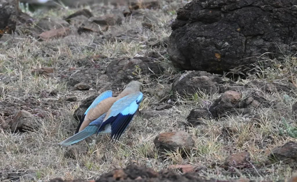 European Roller on the ground among rocks with its blue wings half open