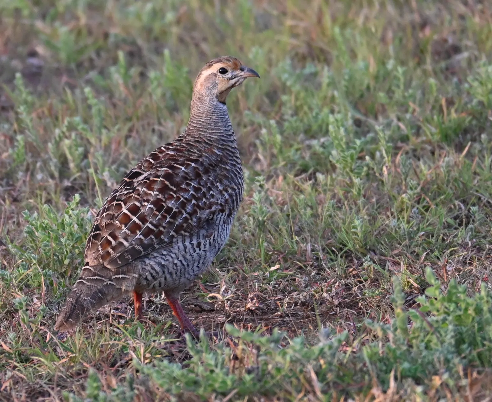 Grey Francolin in short grass at Bhigwan, showing finely barred neck and warm face
